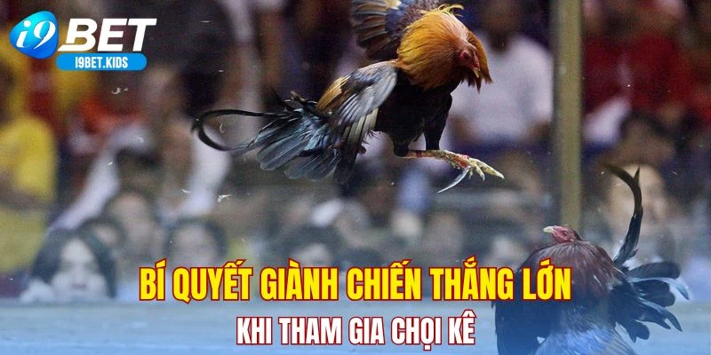 Bí quyết giành chiến thắng lớn khi tham gia chọi kê