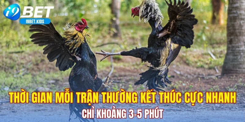 Thời gian mỗi trận thường kết thúc cực nhanh, chỉ khoảng 3-5 phút