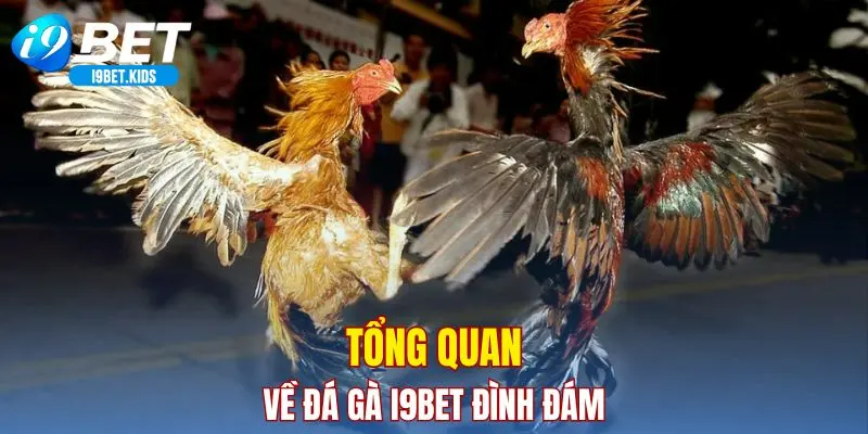 Tổng quan về đá gà I9BET đình đám