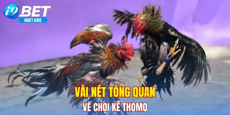 Vài nét tổng quan về chọi kê Thomo